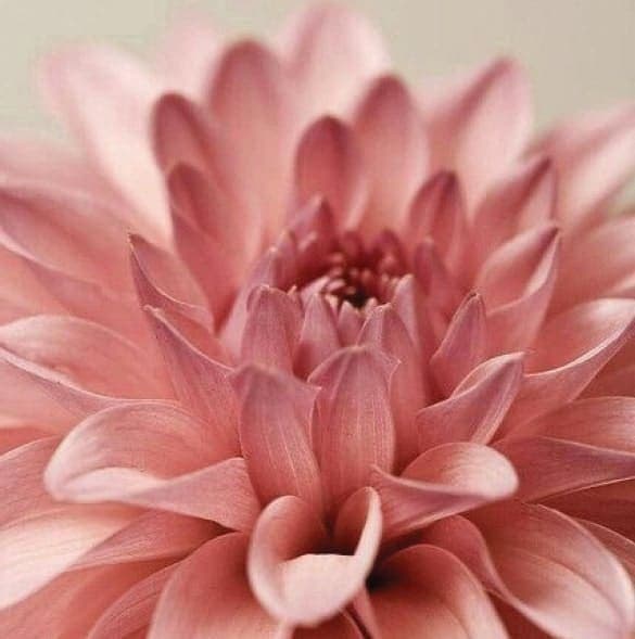 Close-up of a pink dahlia bloom